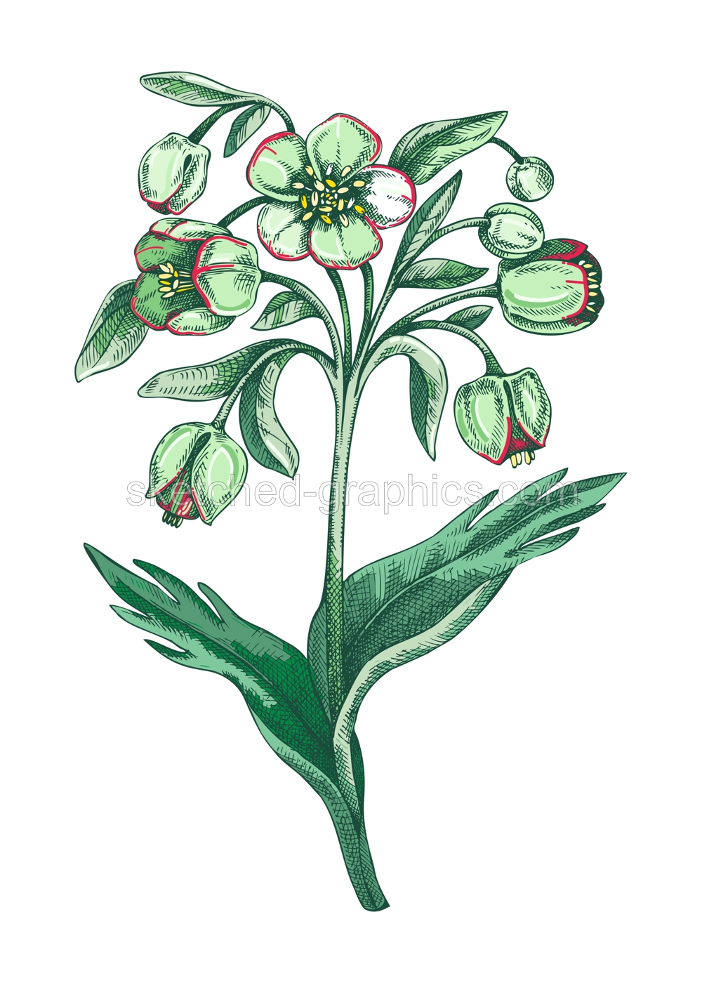 Hellebore sketch in color. Winter rose floral drawing. Hand drawn vector illustration. Spring woodland flower, wildflower Illustration